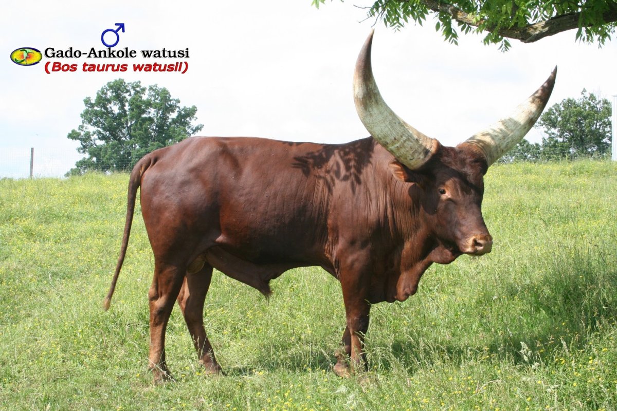 Бык Донетто