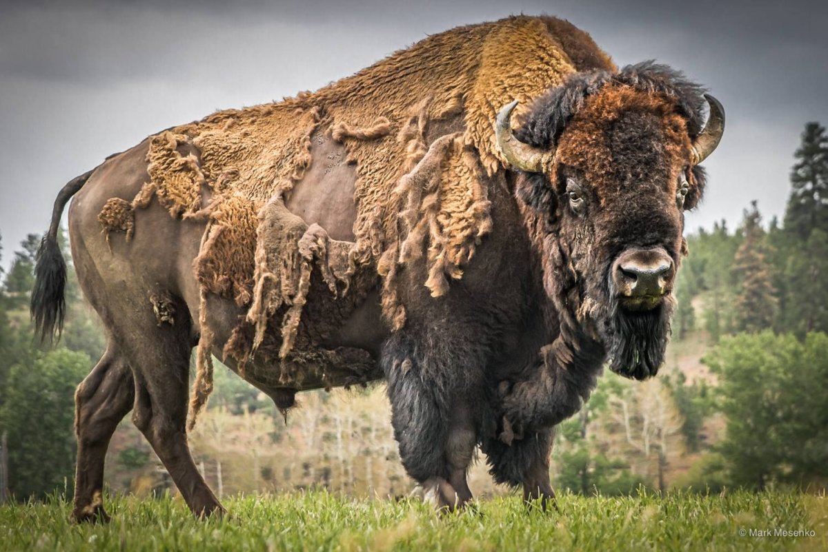 Bison Bison Bison