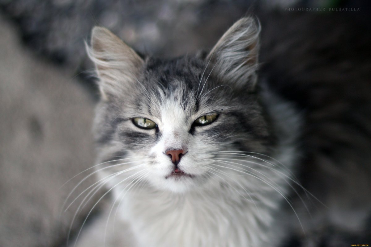 Сибирский кот серо белый