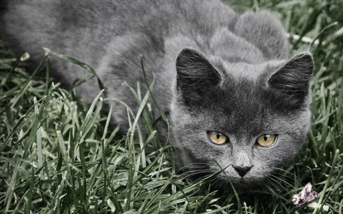 Серый котик