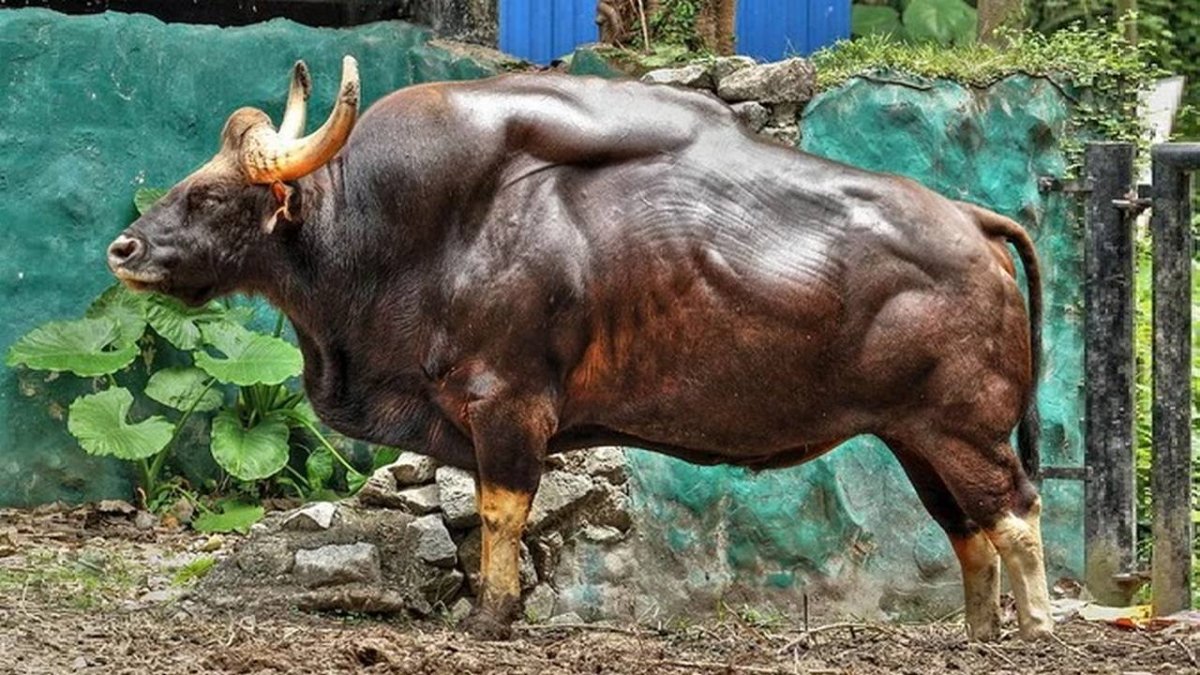 Бык ЗУБР Гаур