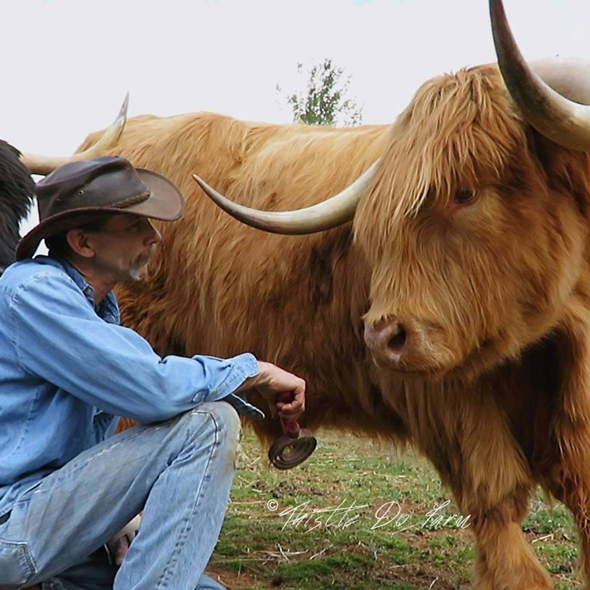 Самый большой бык в мире 3.5 тонны фото