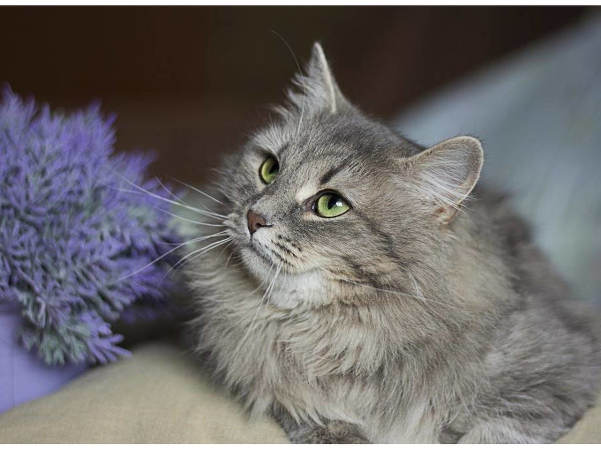 Сибирская кошка дымчатая