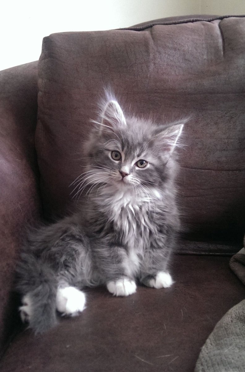 Метис Мейн куна серый