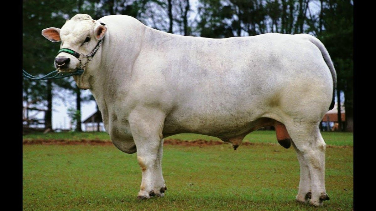 Быки породы Кьянина