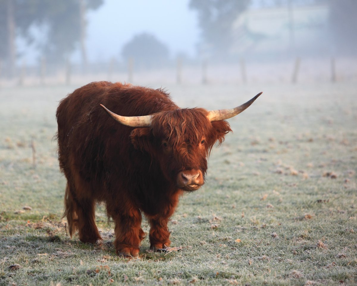 Телята Яков