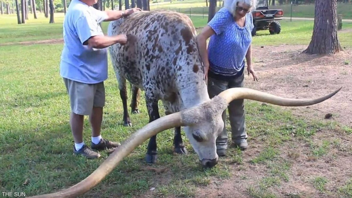 Самые большие рога в мире