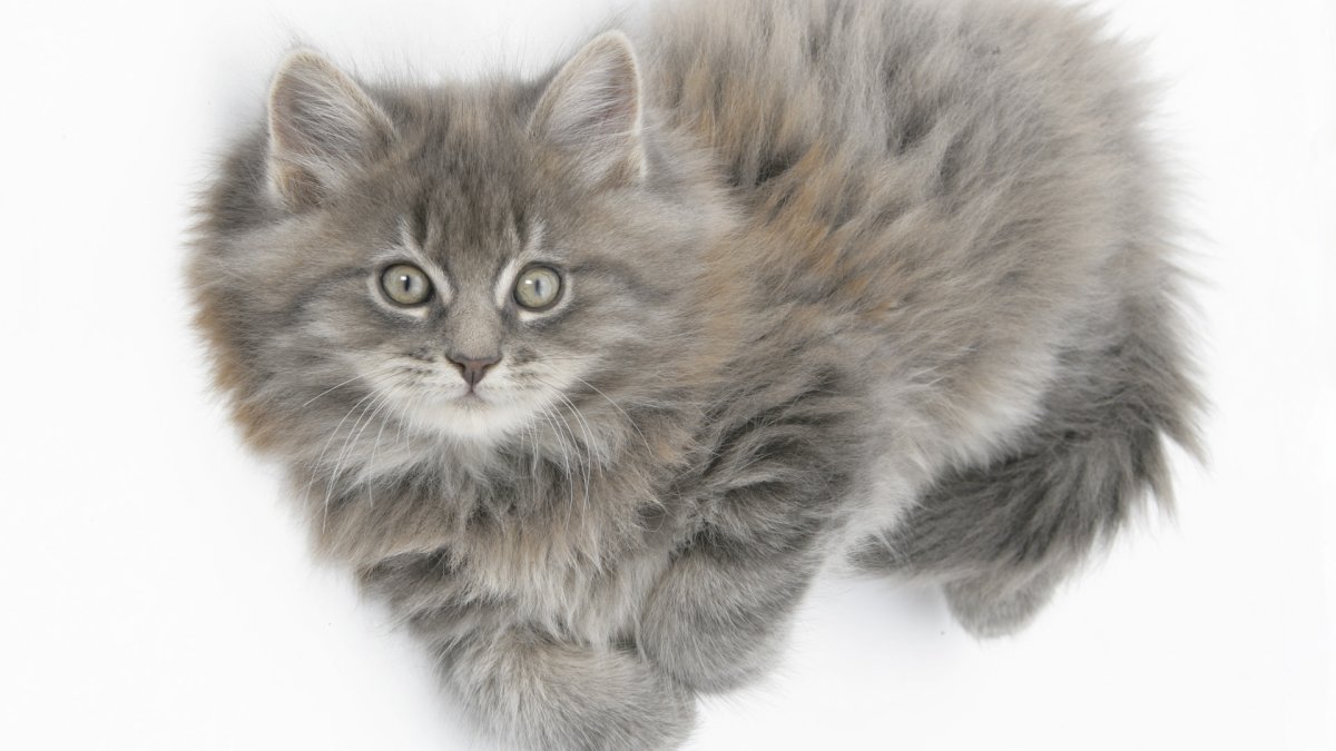 Котенок Мейн кун шерсть