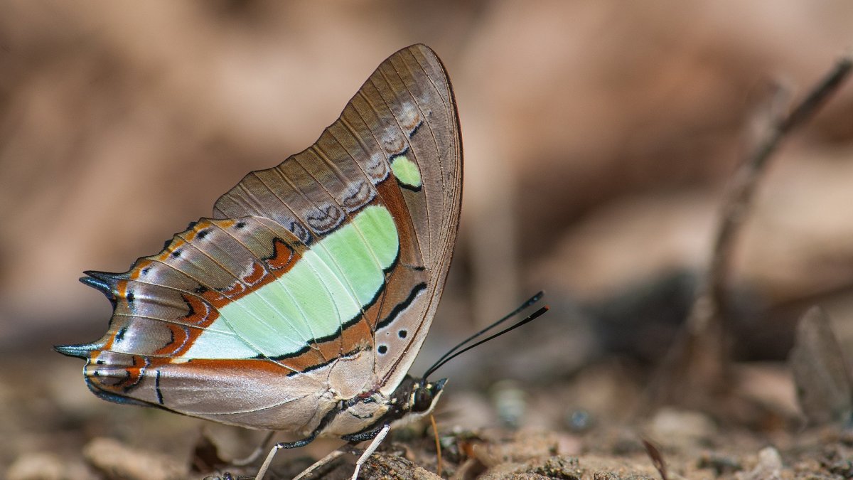 Макроснимки насекомых Крылья