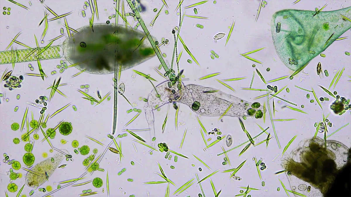 Инфузория туфелька Коловратка