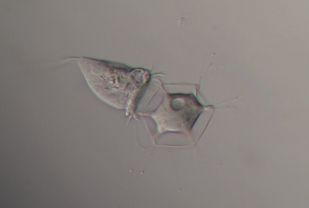 Моль в микроскопе