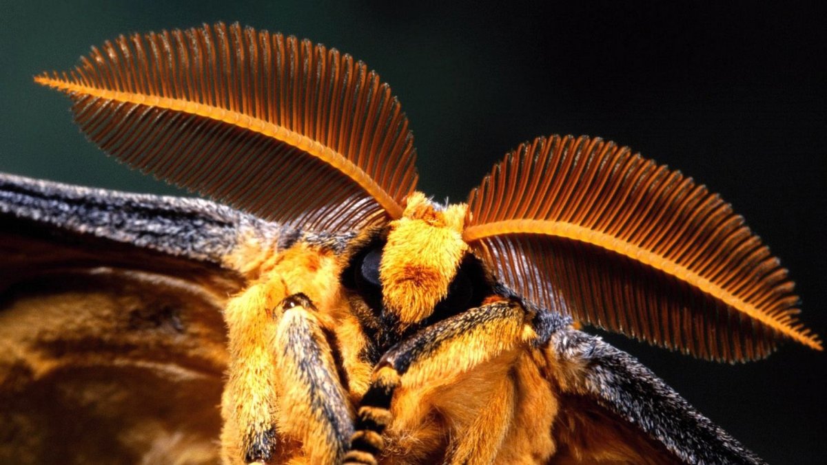 Мадагаскарская пчела