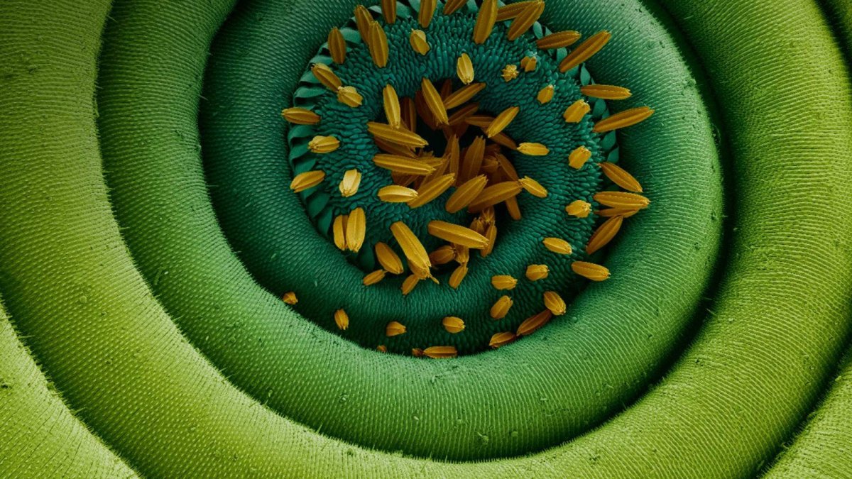 Под микроскопом