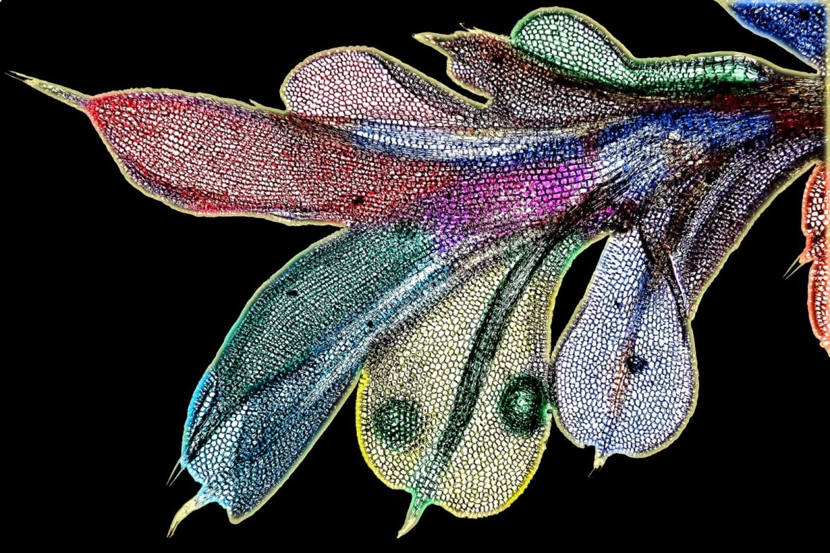 Кожа хамелеона под микроскопом