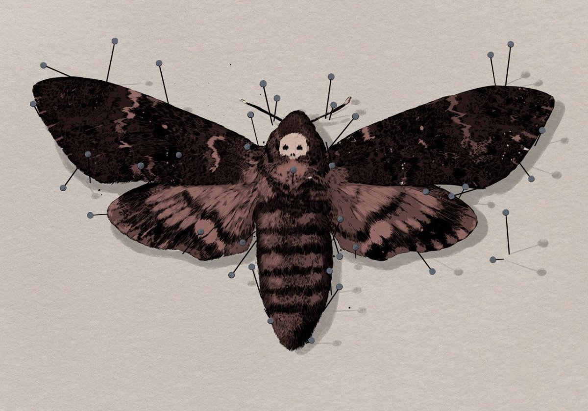 Бабочка мертвая голова арт