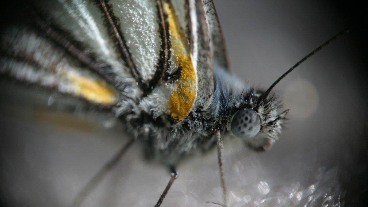 Серый мотылек