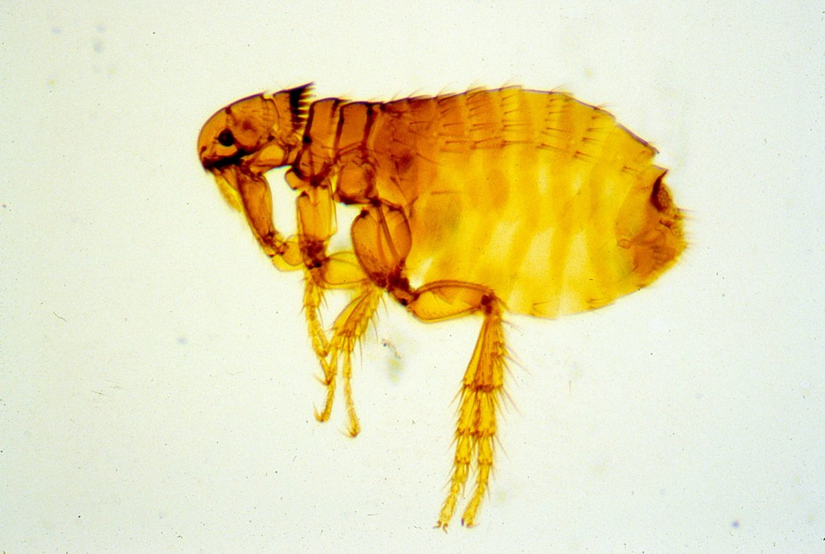 Ctenocephalides canis