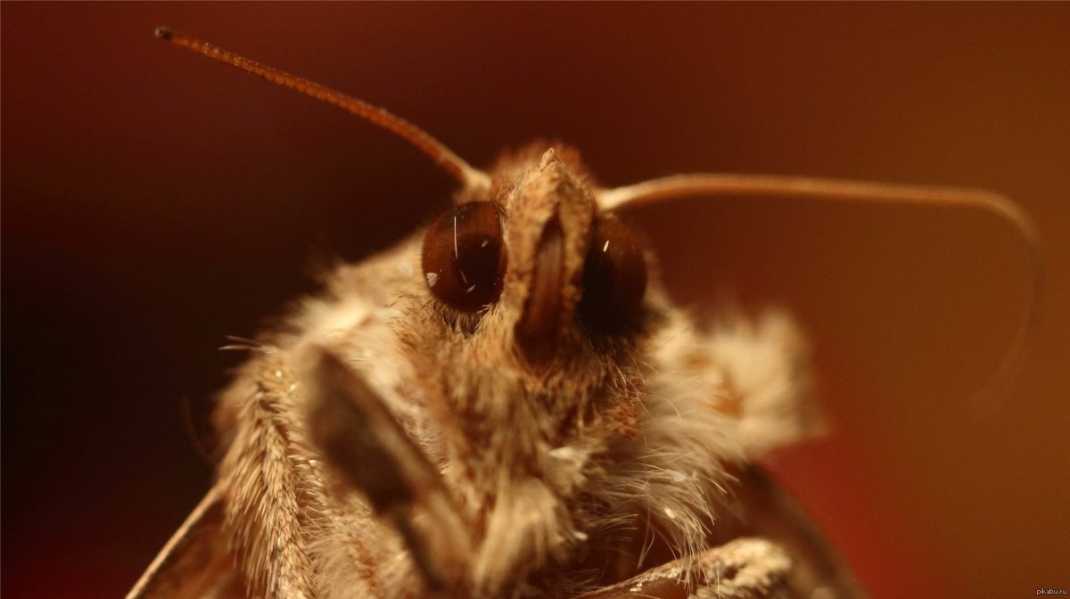 Моль под микроскопом фото