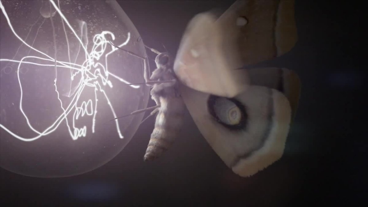 Моль и свет