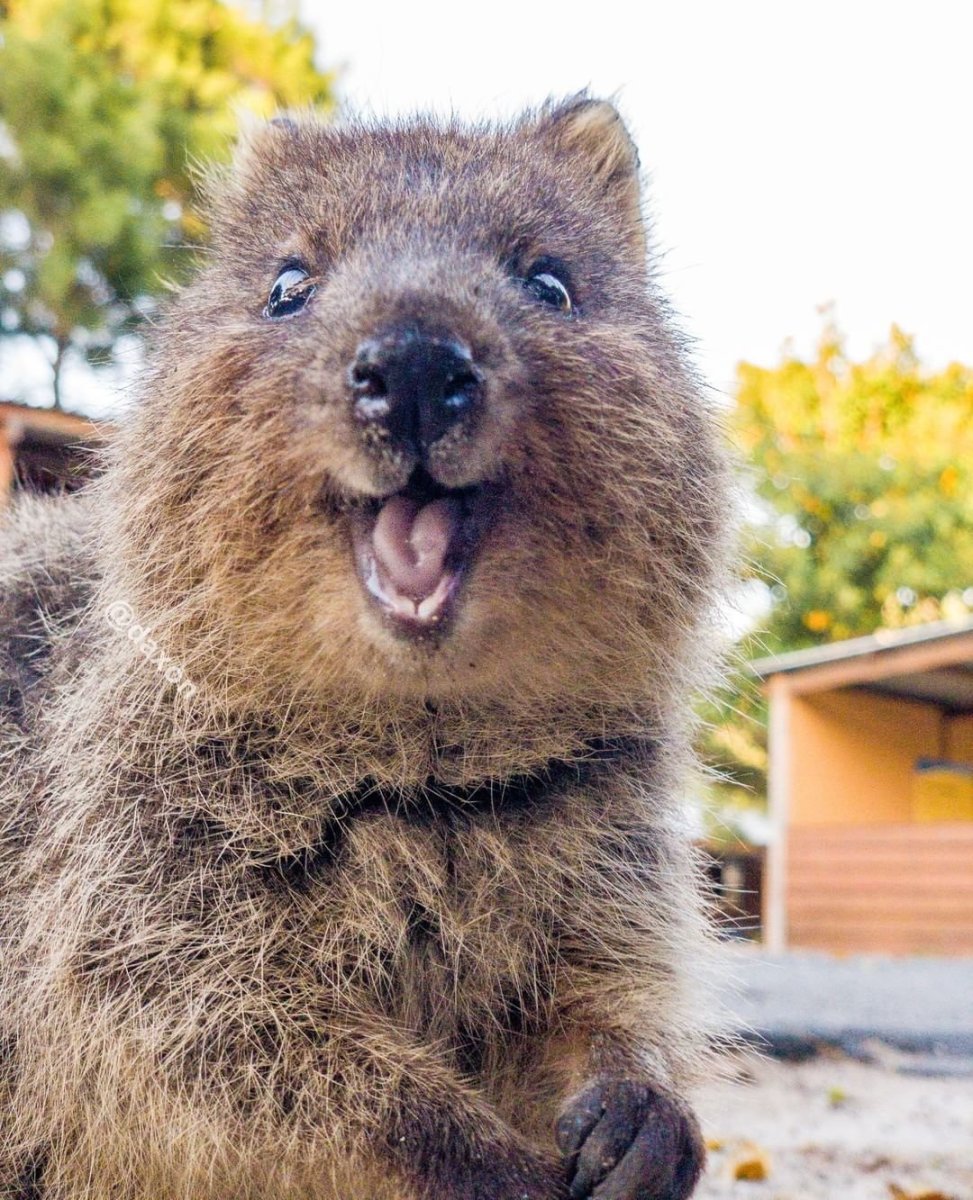 Карликовый кенгуру Квокка