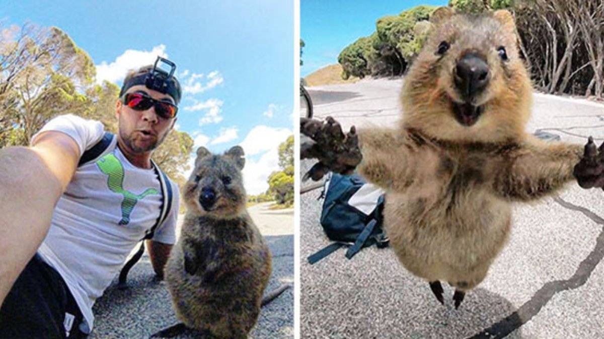 Мини кенгуру Квокка