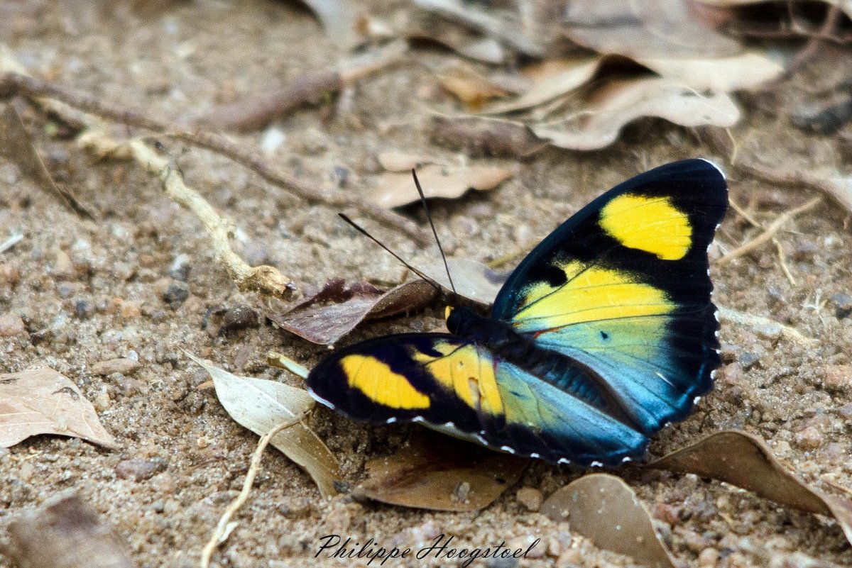 Мотыльки на свет