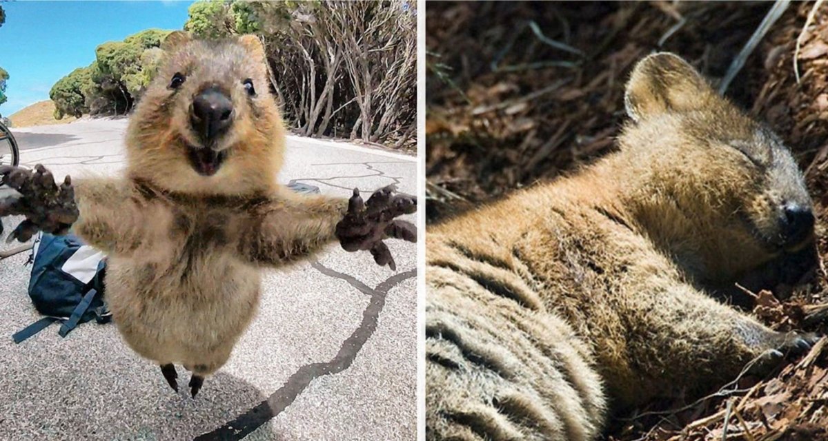 Квокки мемы