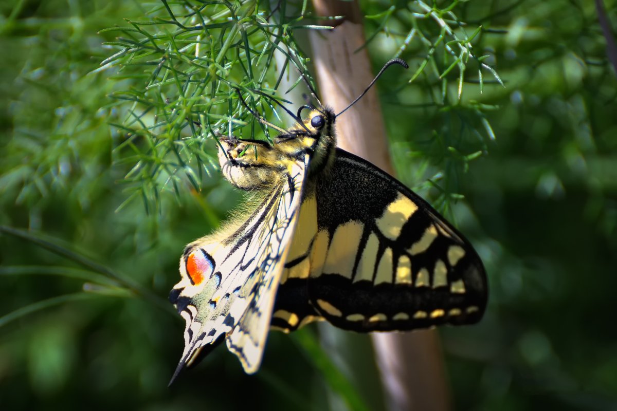 Черно желтая бабочка