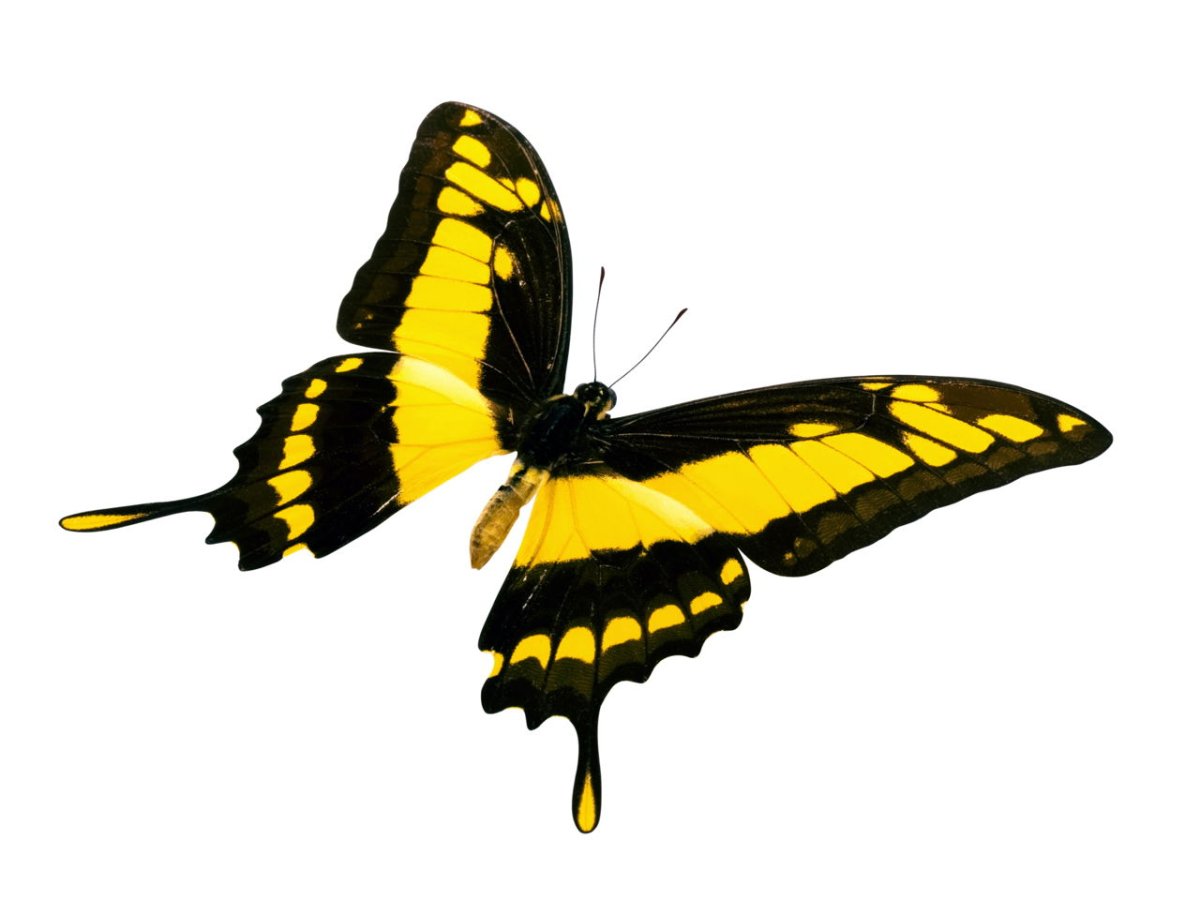 Бабочка это членистоногое или нет