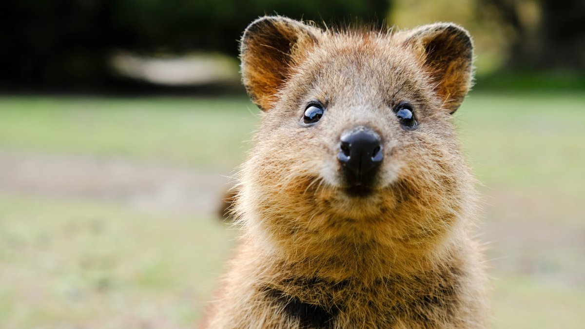 Остров Роттнест Квокка