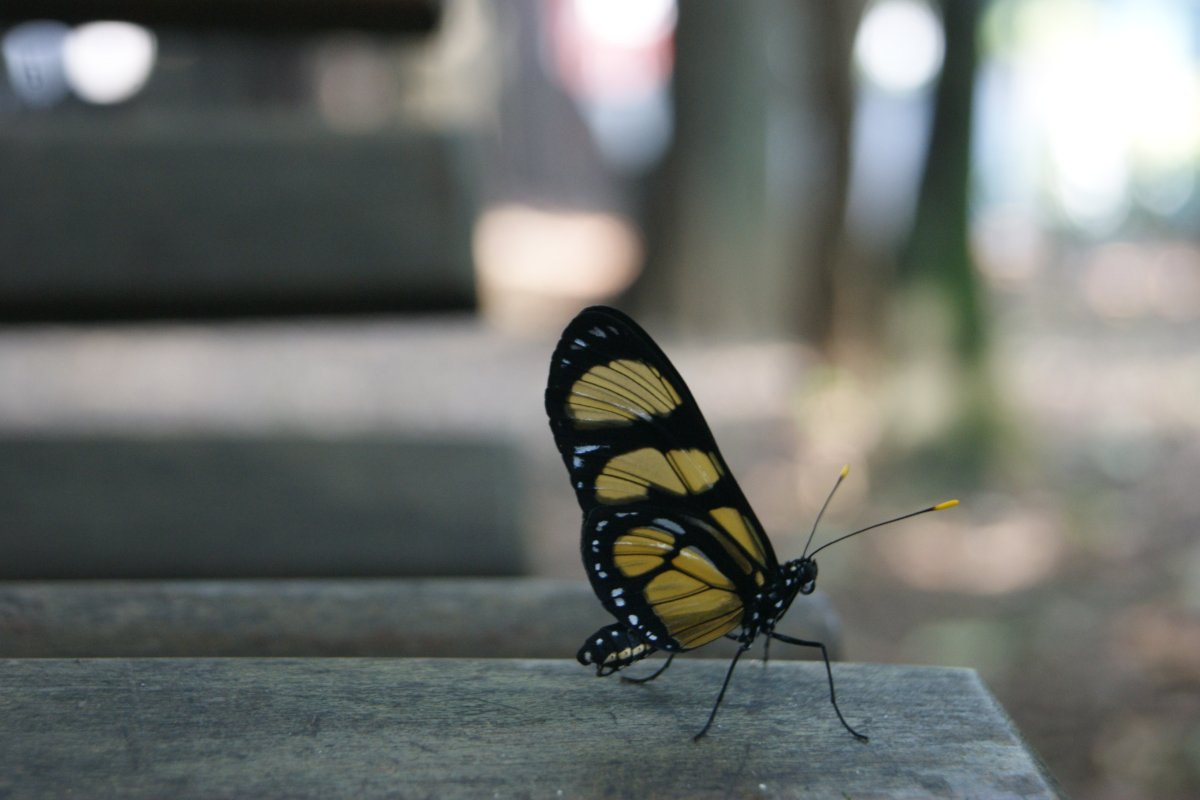 Мотылек на листе