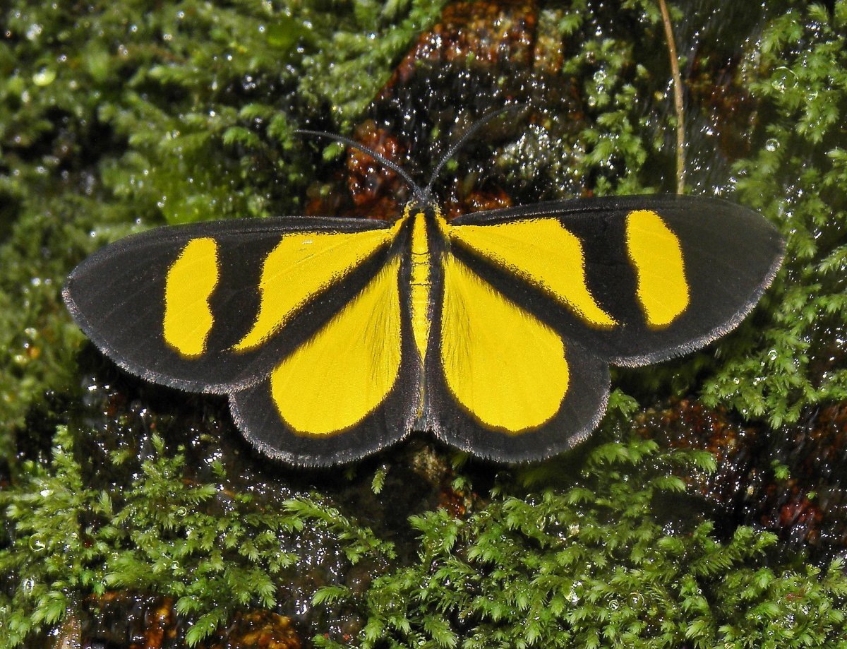 Окрас бабочек