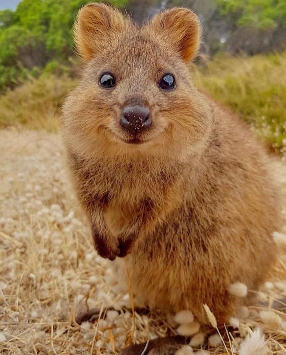 Квокка (короткохвостый кенгуру)