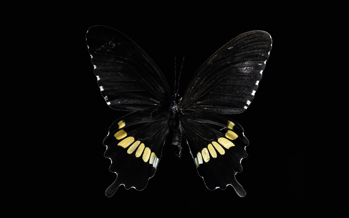 Гусеница с желтыми полосками