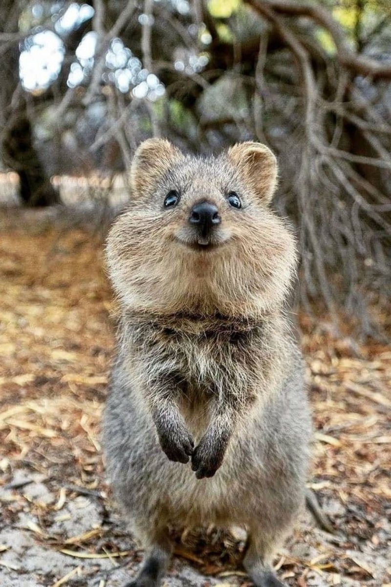 Австралийская кенгуру Квокка