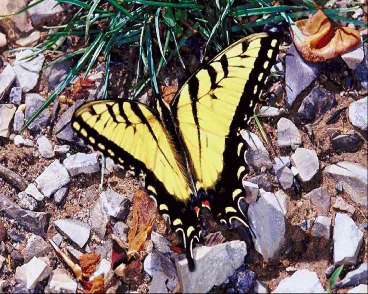 Желтый мотылек