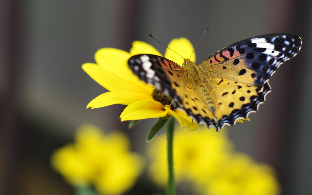 Желтая бабочка с черным принтом