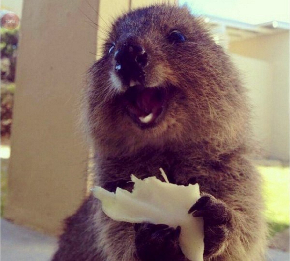 Самое счастливое животное Квокка