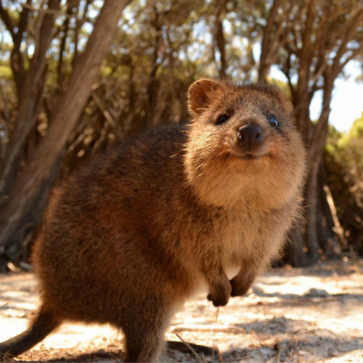 Квокка сумчатый зверь