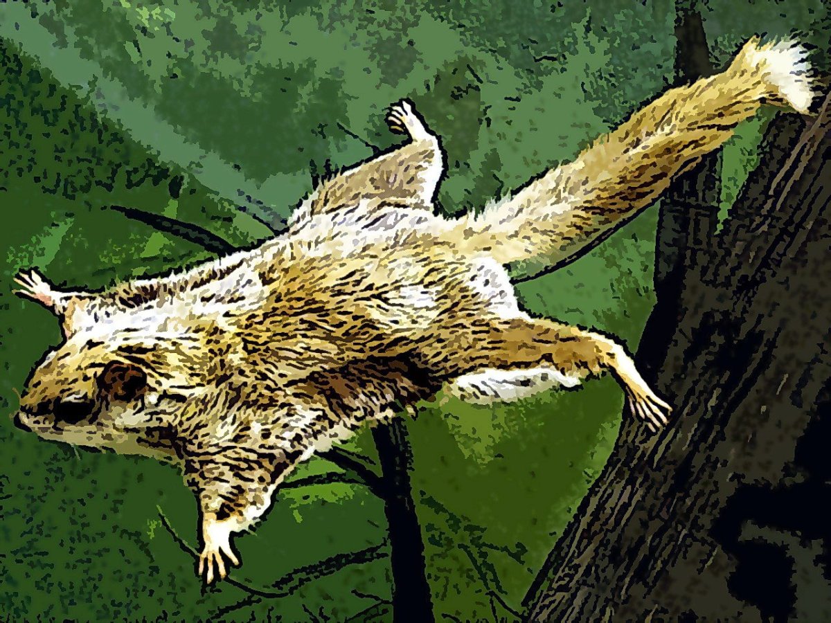 Обыкновенная летяга