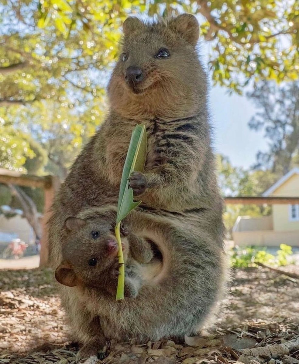 Квокка (короткохвостый кенгуру)