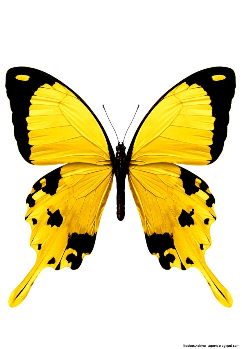 Махаон желтый