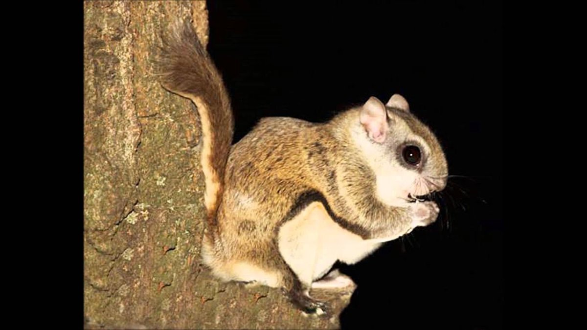 Белка летяга