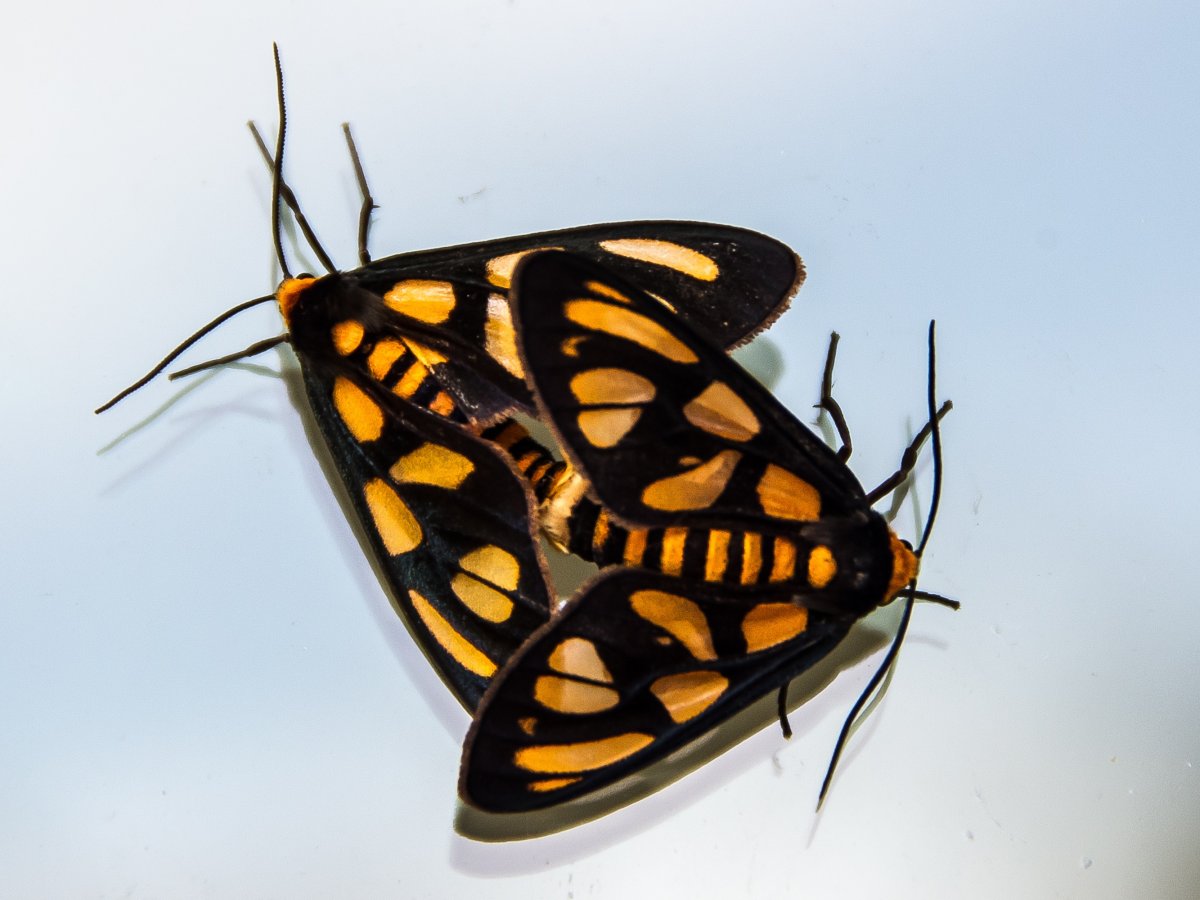 Черно желтая бабочка Монарх