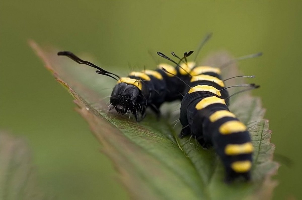 Черный мотылек