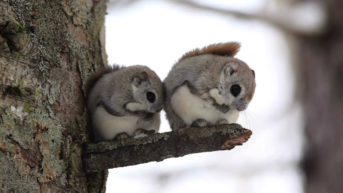 Японская белка Момонга