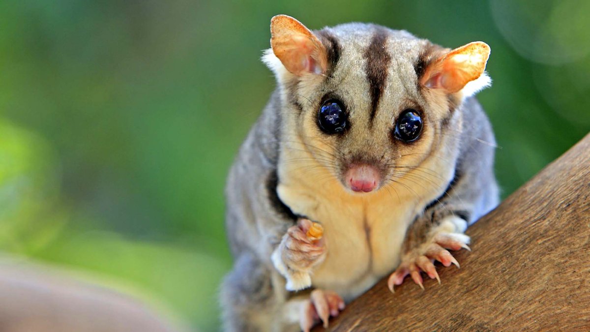 Белка летяга