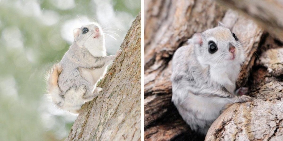 Северная летяга