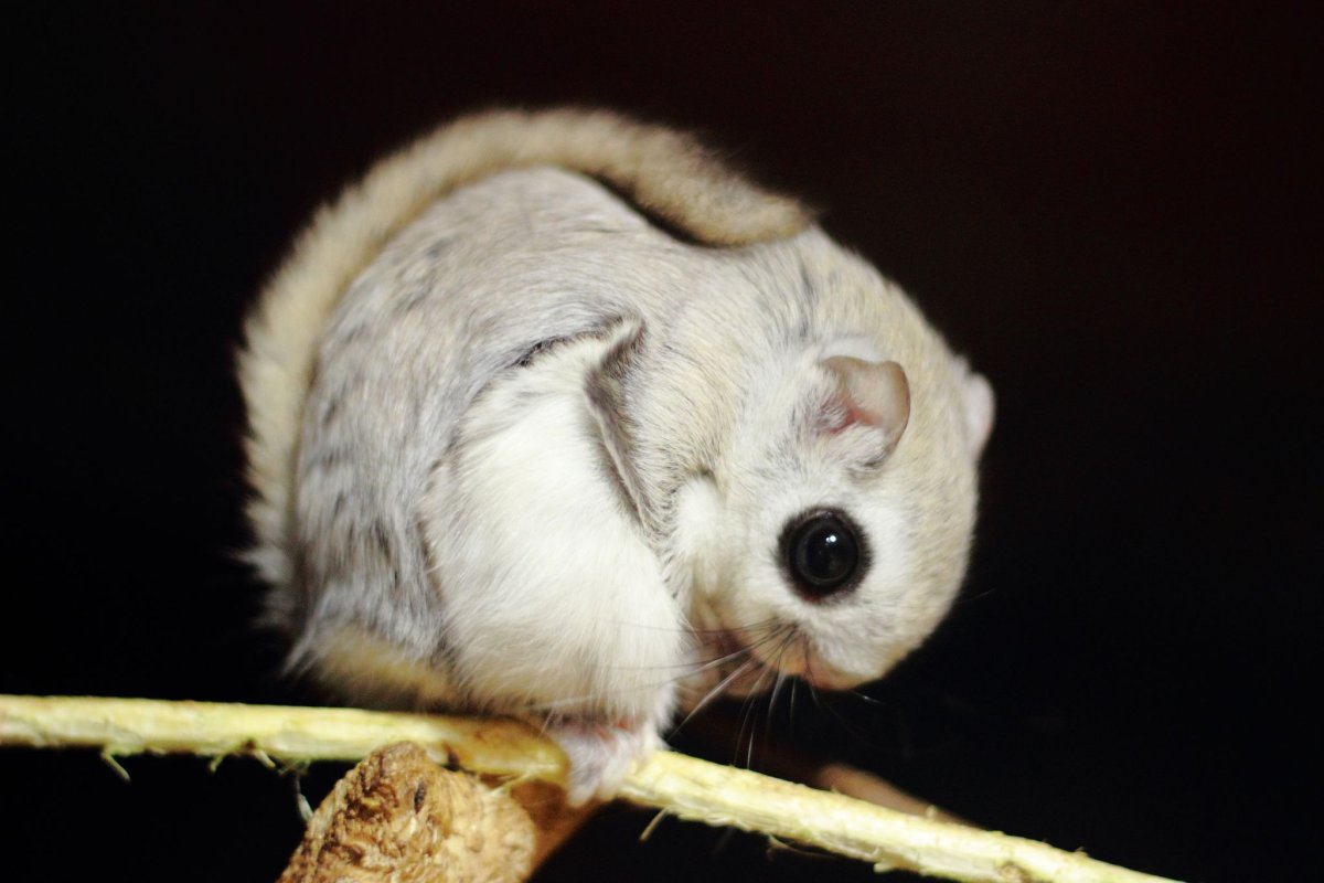 Летяга обыкновенная Pteromys volans