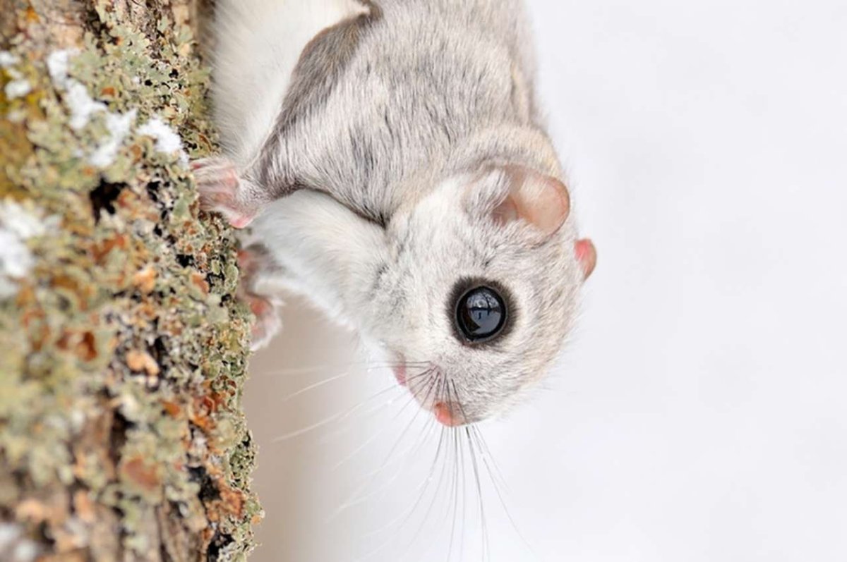 Обыкновенная летяга